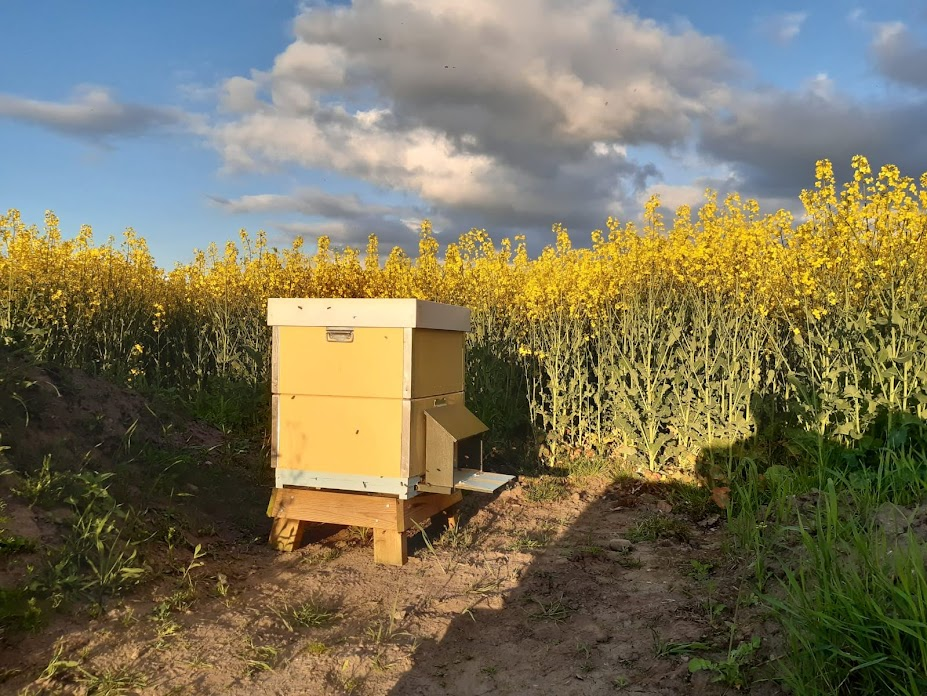 Bikupa vid ett rapsfält i Skåne